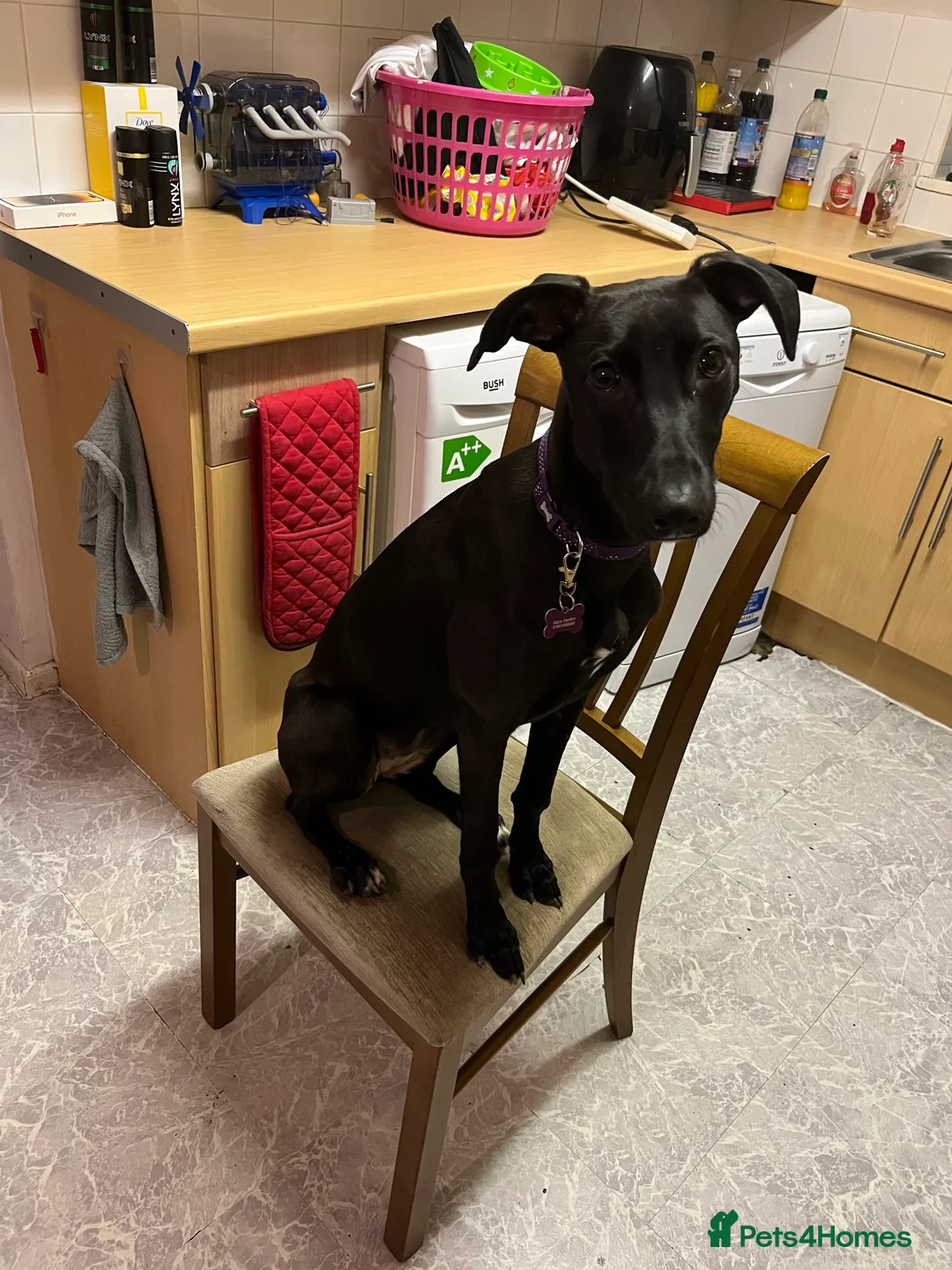 Lurcher dogs for sale: 3 year old lurcher  **   - Advert 2