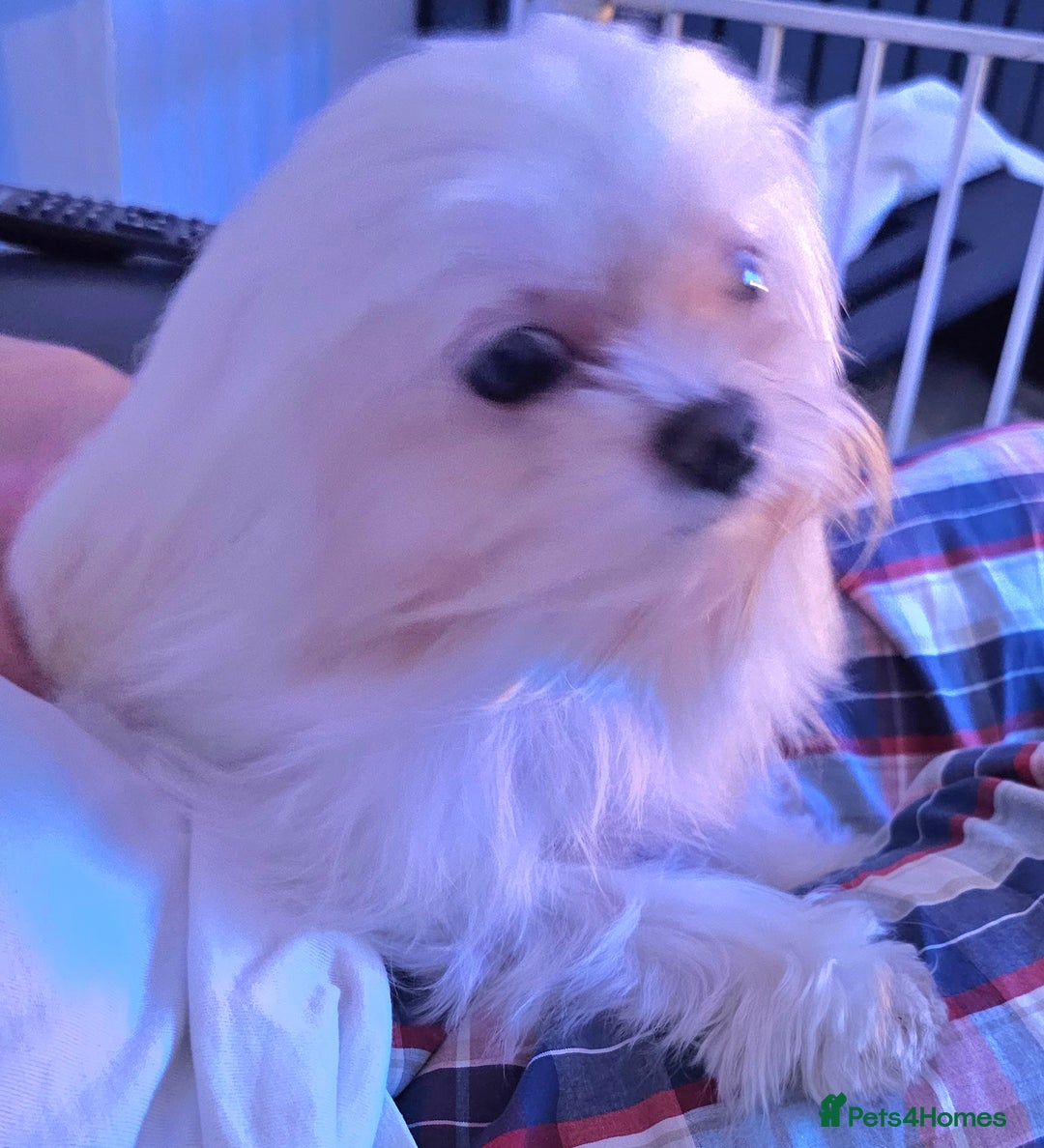 Maltese dogs for stud:  KC Maltese stud Korean line  in Derby - Advert 11