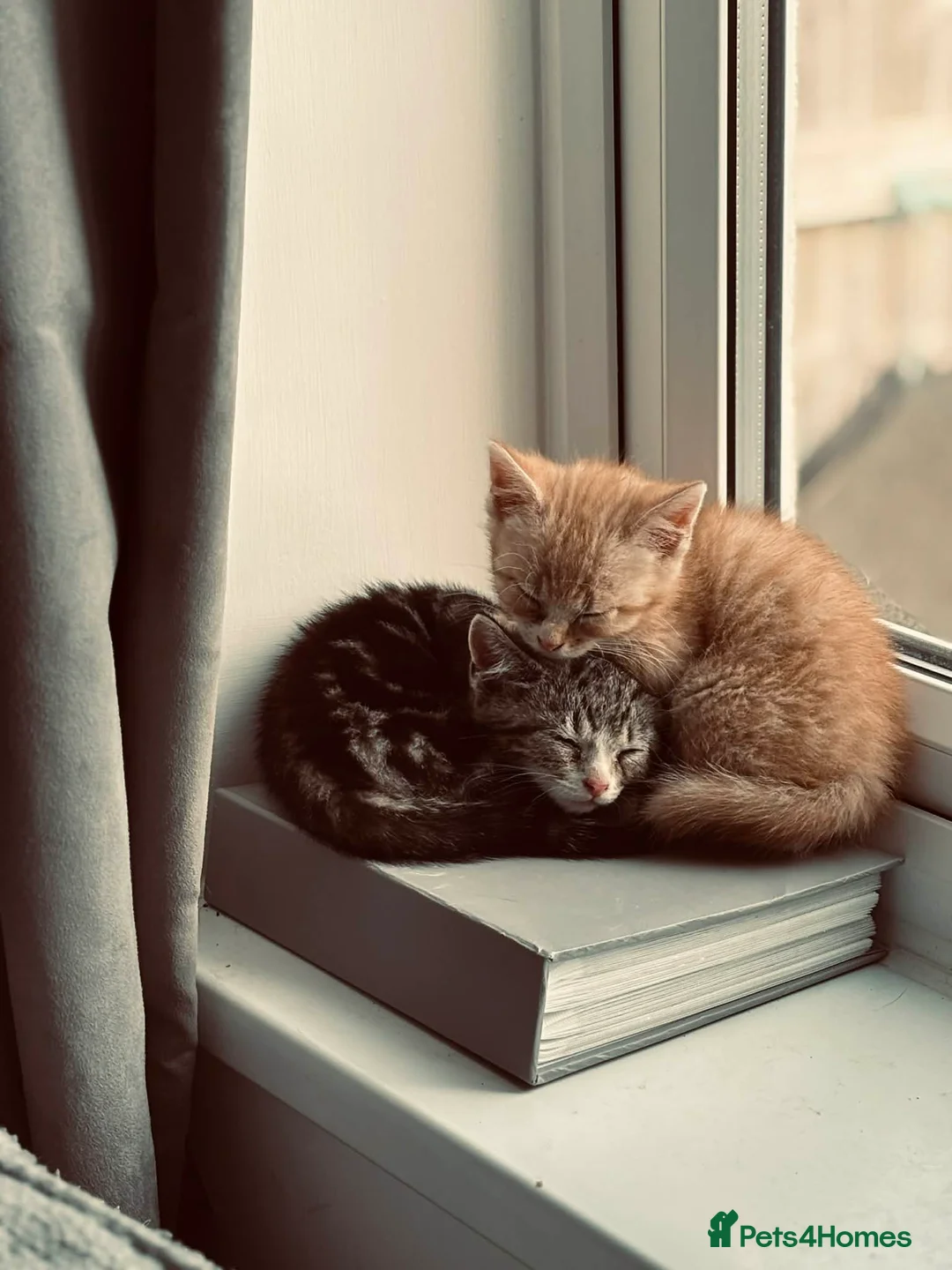 Mixed Breed cats for sale: Two gorgeous kittens up for sale  - Advert 8