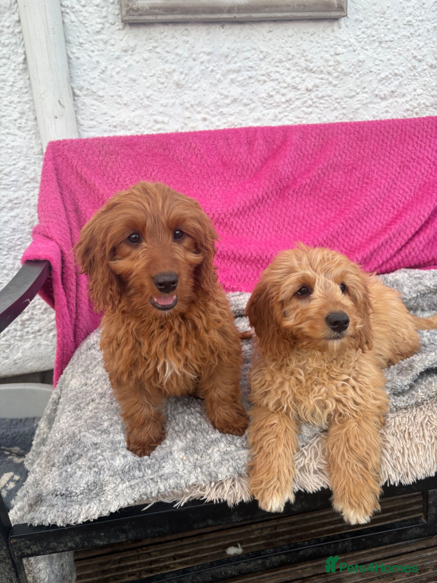 Mini Goldendoodle dogs Healthy confident stunning puppies - Advert 14