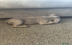 Cane Corso dogs for sale: 2-Month-Old Cane Corso Puppy – Rehoming - Advert 3