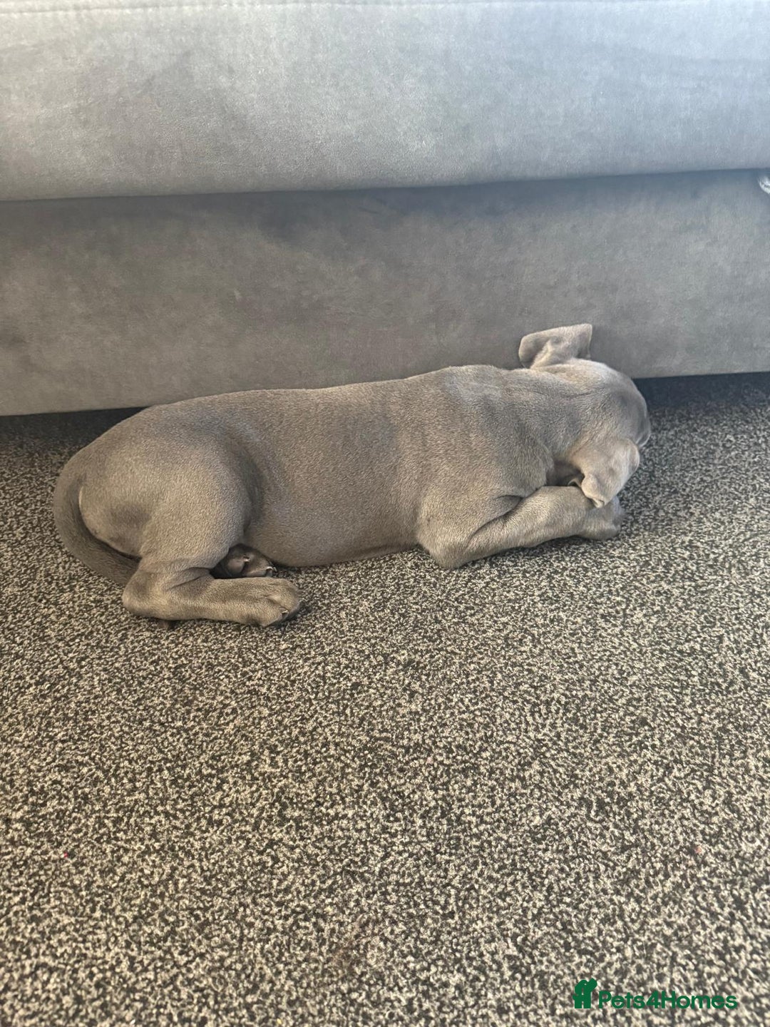 Cane Corso dogs for sale: 2-Month-Old Cane Corso Puppy – Rehoming - Advert 3