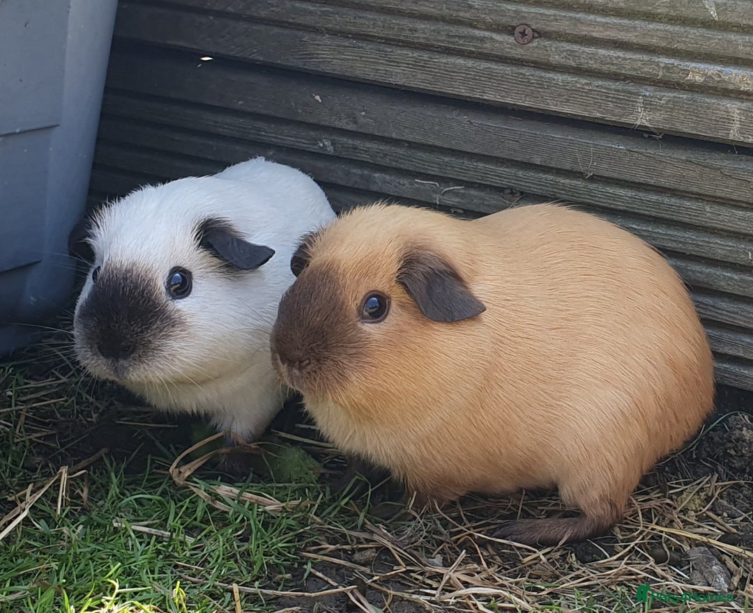 Guinea Pig rodents for sale: Guinea pigs  in Saint Helens - Image 1