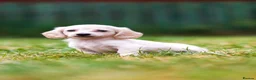 Miniature Dachshund dogs for sale: Miniature dachshunds male and female  - Advert 14