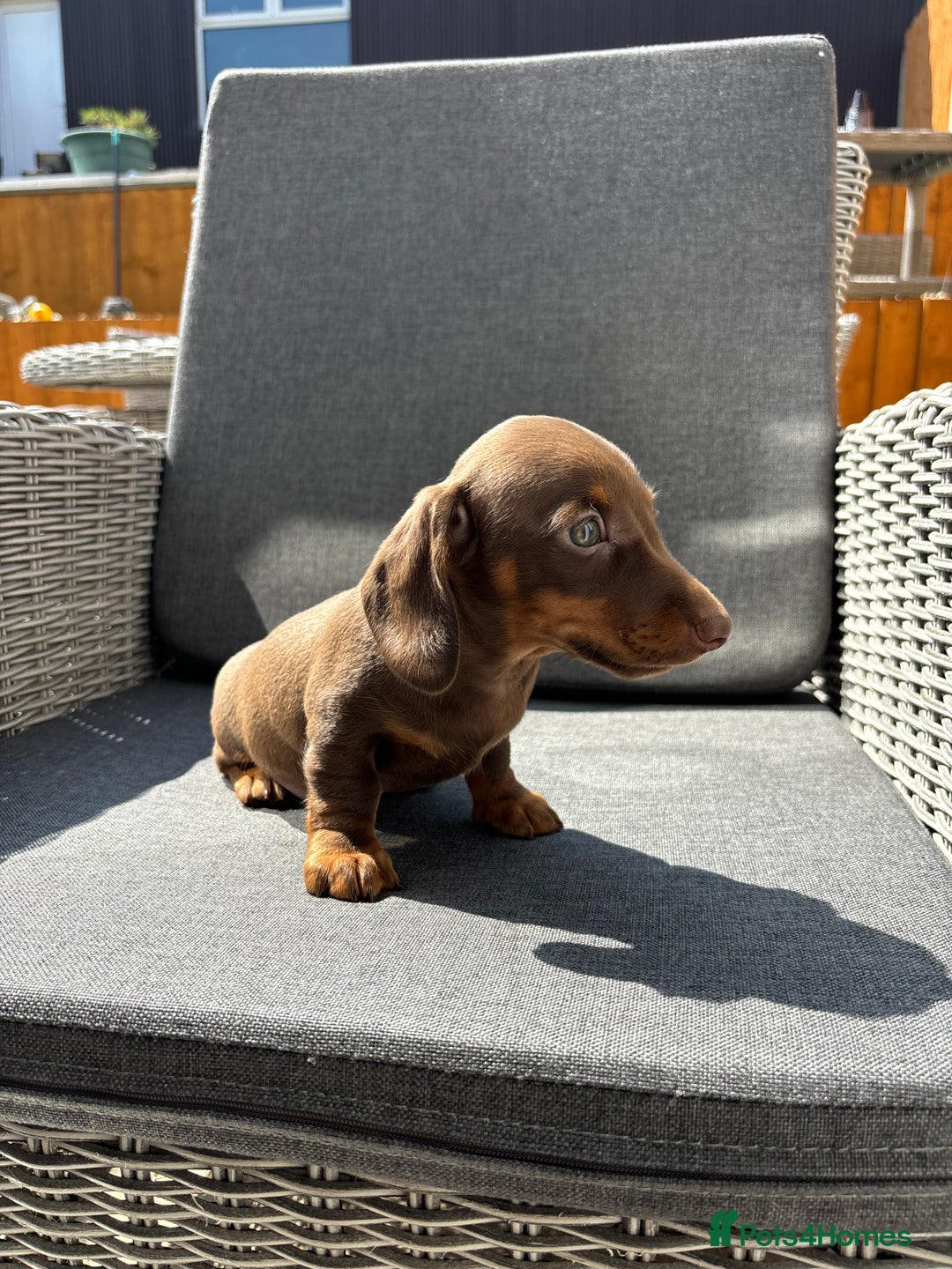 Miniature Dachshund dogs for sale: Dachshund puppies - Image 7