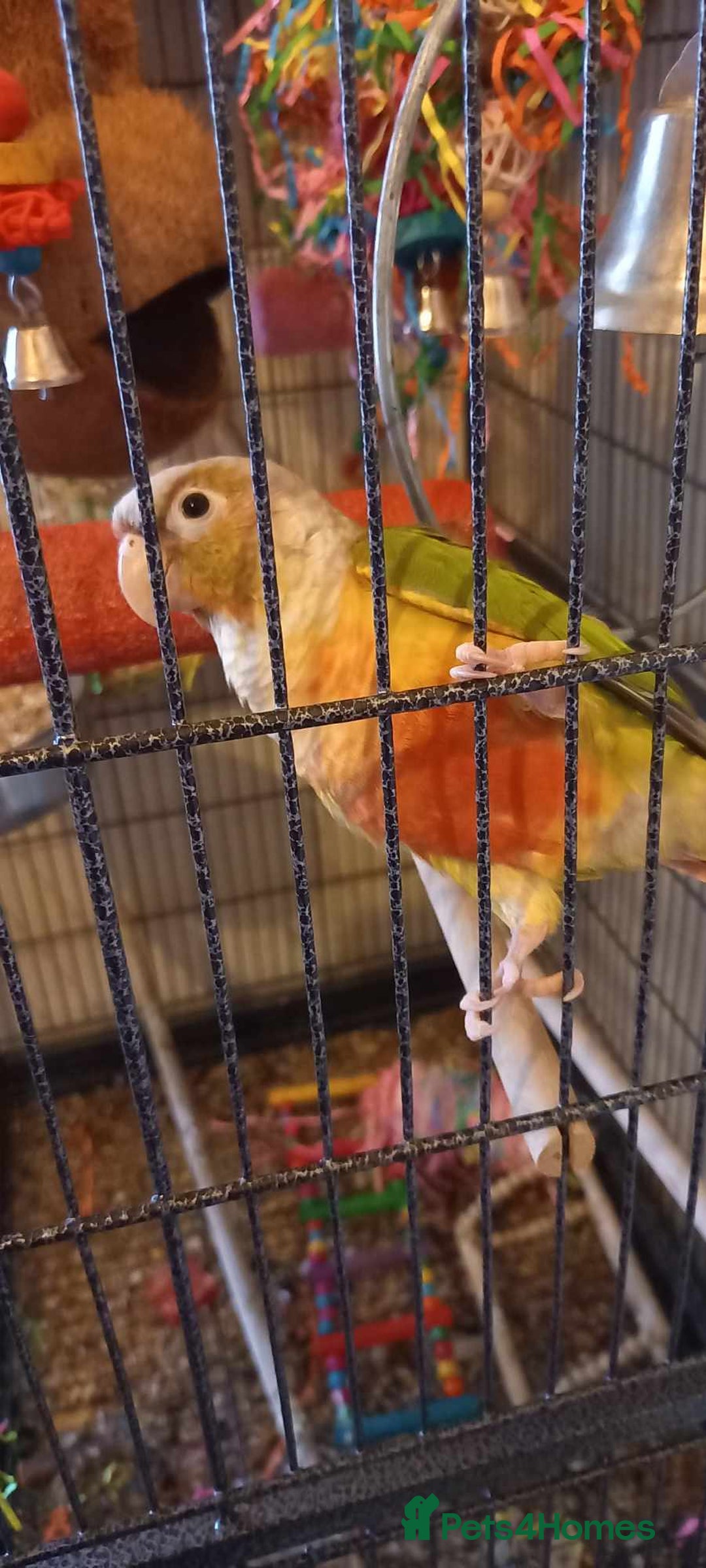Conures birds for sale: Female yellow sided pineapple conure - Image 2