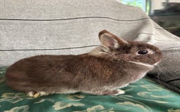 Netherland Dwarf rabbits for sale:  🌼(1yo) pedigree ND not-spayed free roam🌼 in Harrow - Image 7