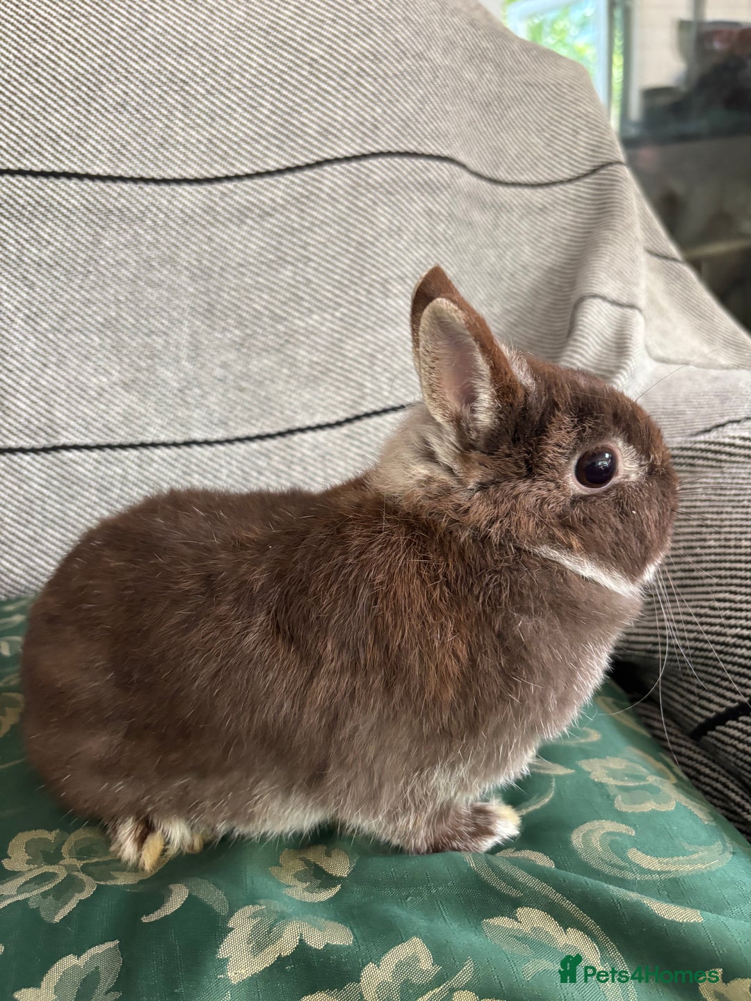 Netherland Dwarf rabbits for sale:  🌼(1yo) pedigree ND not-spayed free roam🌼 in Harrow - Image 7