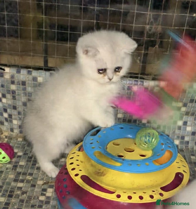 British Shorthair cats BSH Silver Shaded ( chinchilla) girl  - Advert 2
