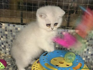 British Shorthair cats BSH Silver Shaded ( chinchilla) girl - Advert 16
