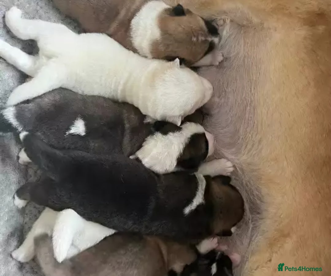 Mixed Breed dogs for sale: 2 beautiful female puppys  - Image 6