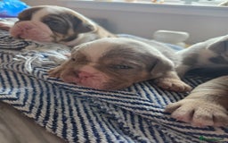 English Bulldog dogs for sale: Beautiful New english bulldogges  - Image 6
