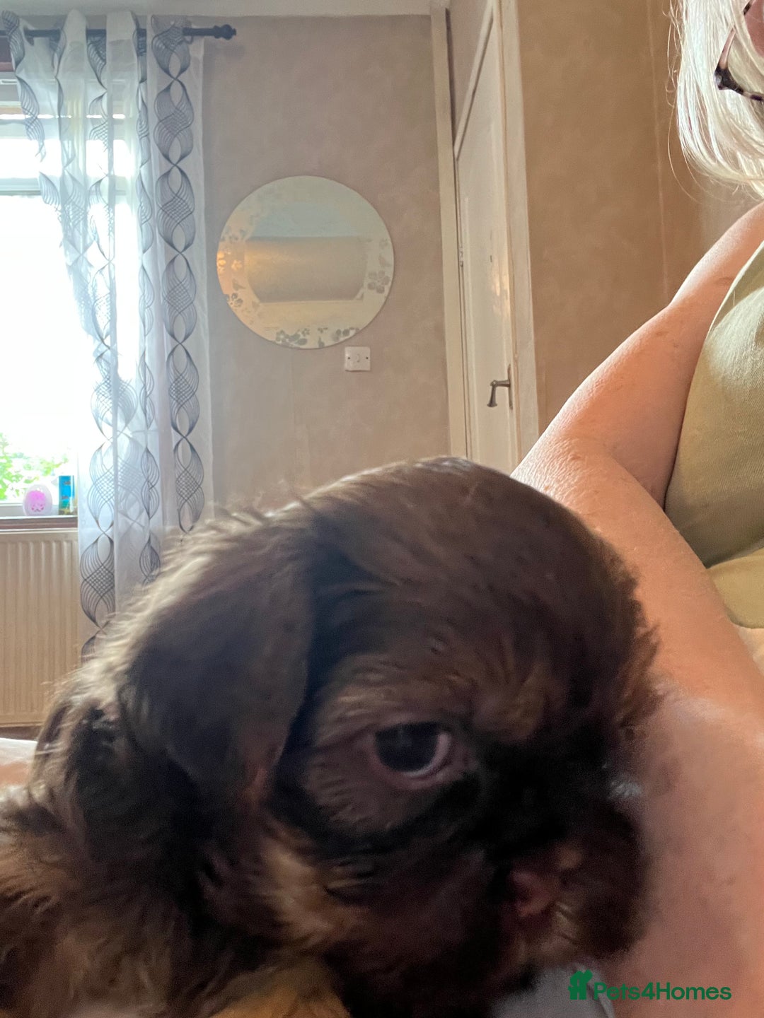 Shih Tzu dogs for sale: Adorable Shih Tzu puppies  - Image 18