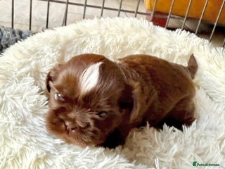 Shih Tzu dogs Exceptional Shih Tzu Pups Raised in a Family Home - Advert 4