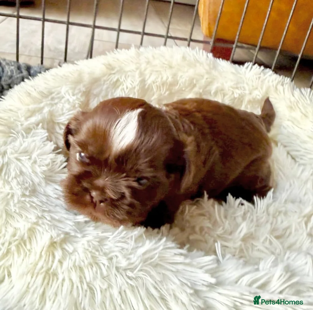 Shih Tzu dogs for sale: Exceptional Shih Tzu Pups Raised in a Family Home - Advert 1