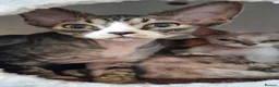 Devon Rex cats for sale: Devon Rex Kittens-Ready for Their Forever Homes! - Advert 13