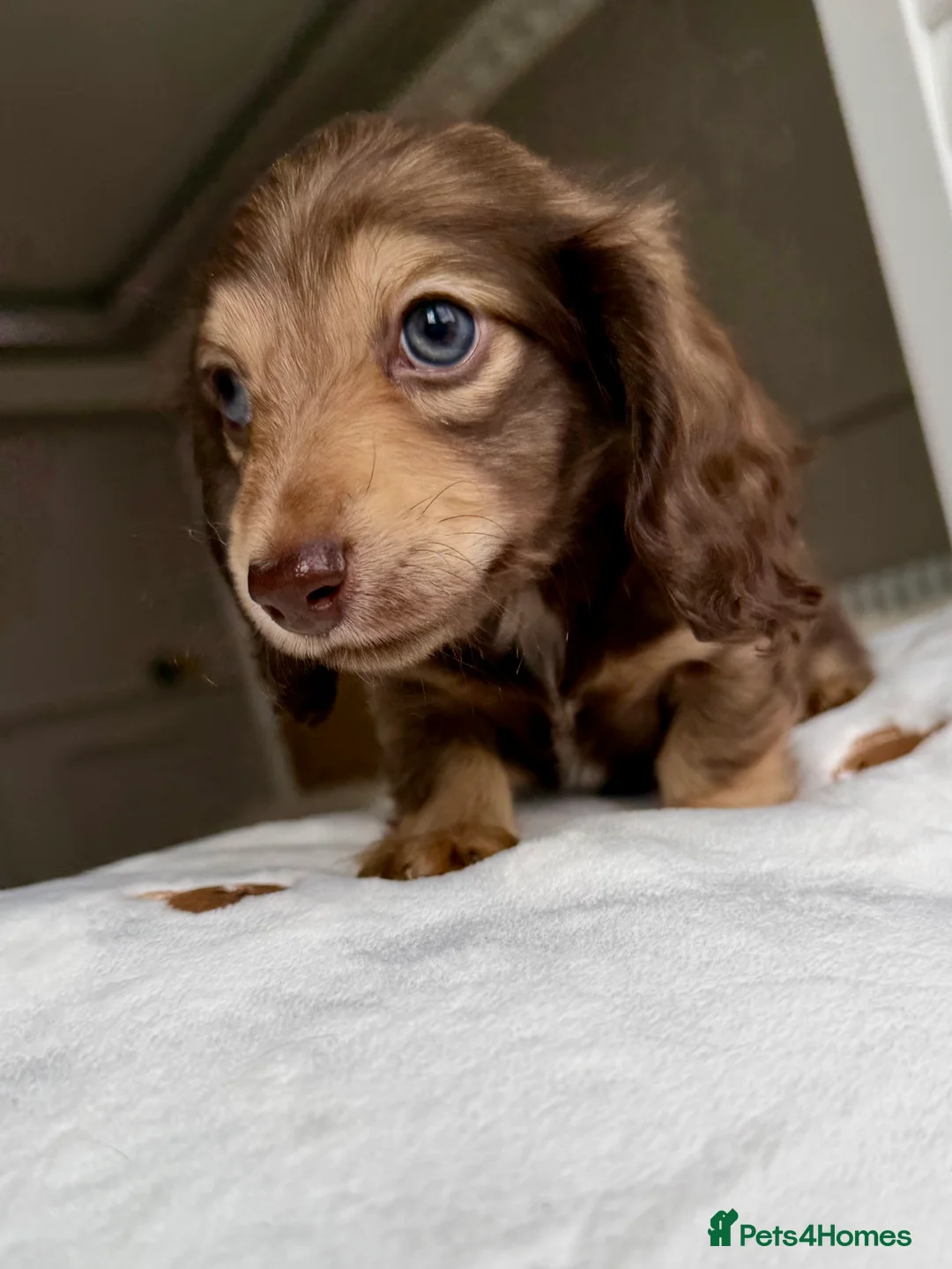 Miniature Dachshund dogs for sale: Clear cream miniature dachshunds  - Advert 2