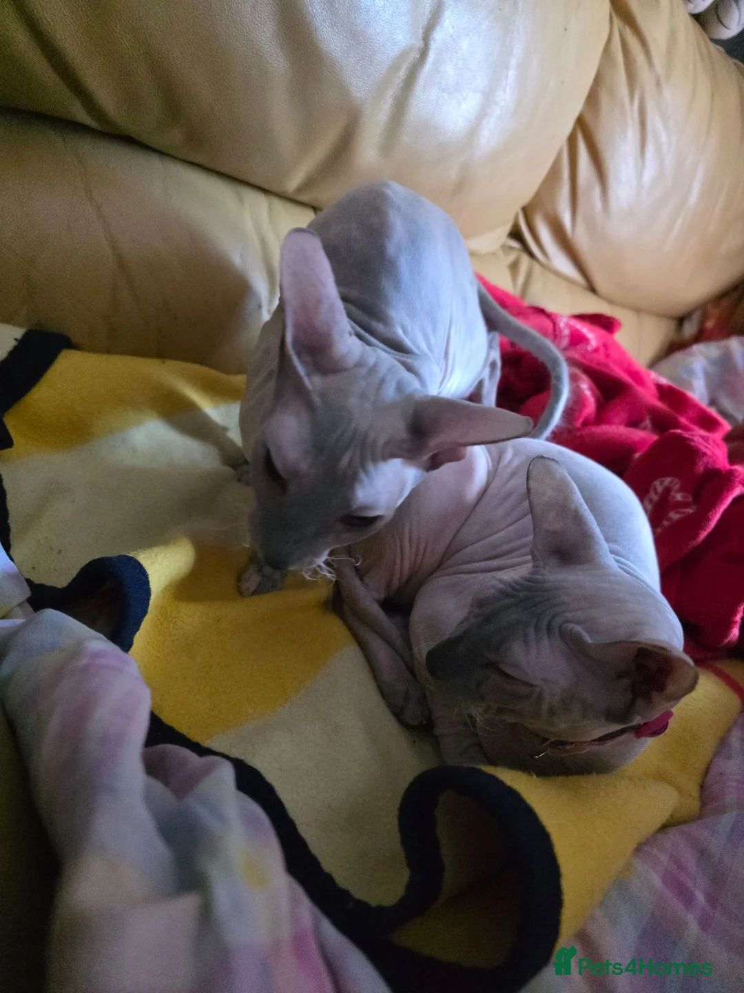 Sphynx cats for sale: Urgent home needed Two Beautiful Sphynx Girls  - Advert 2