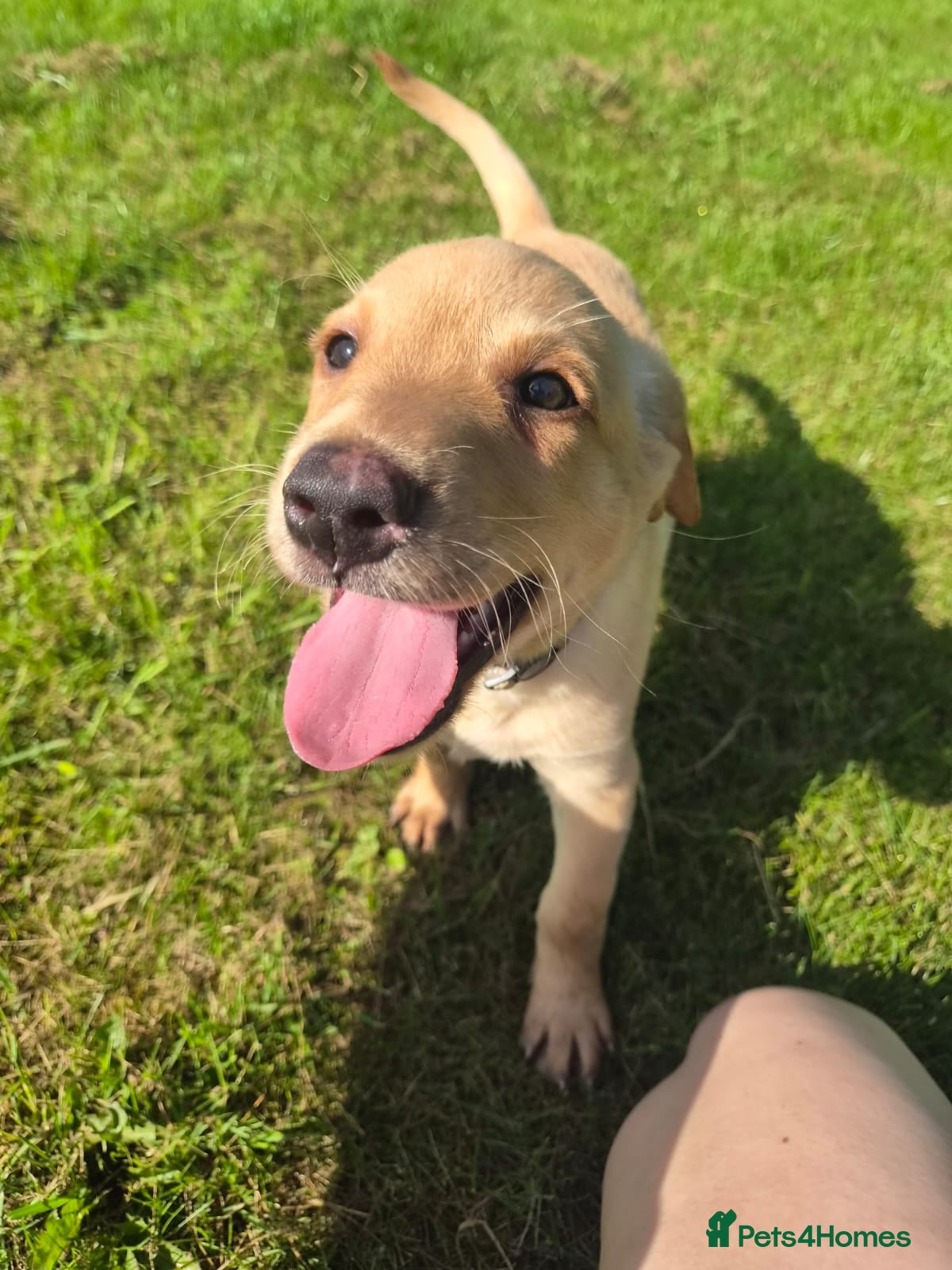 Labrador Retriever dogs MALE YELLOW WORKING LINE LAB PUP - READY TO LEAVE - Advert 1