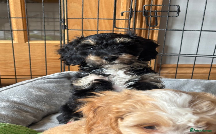 Cockapoo dogs - Advert 1