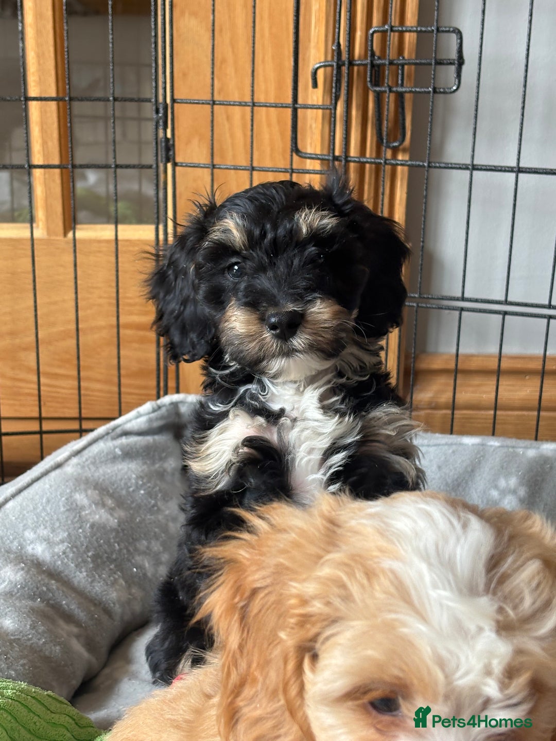 Cockapoo dogs for sale: Last little boy!!🐶F1 cockapoo puppies for sale!!  - Image 1
