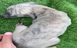 Whippet dogs for sale: Kc whippet pups  - Image 11