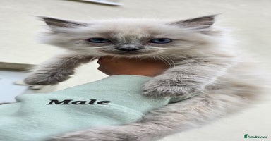 Ragdoll cats - Advert 5
