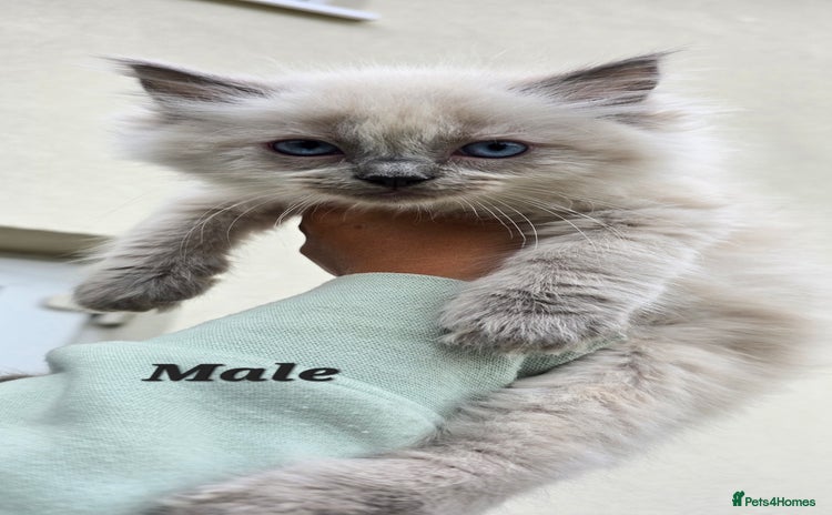 Ragdoll cats - Advert 10