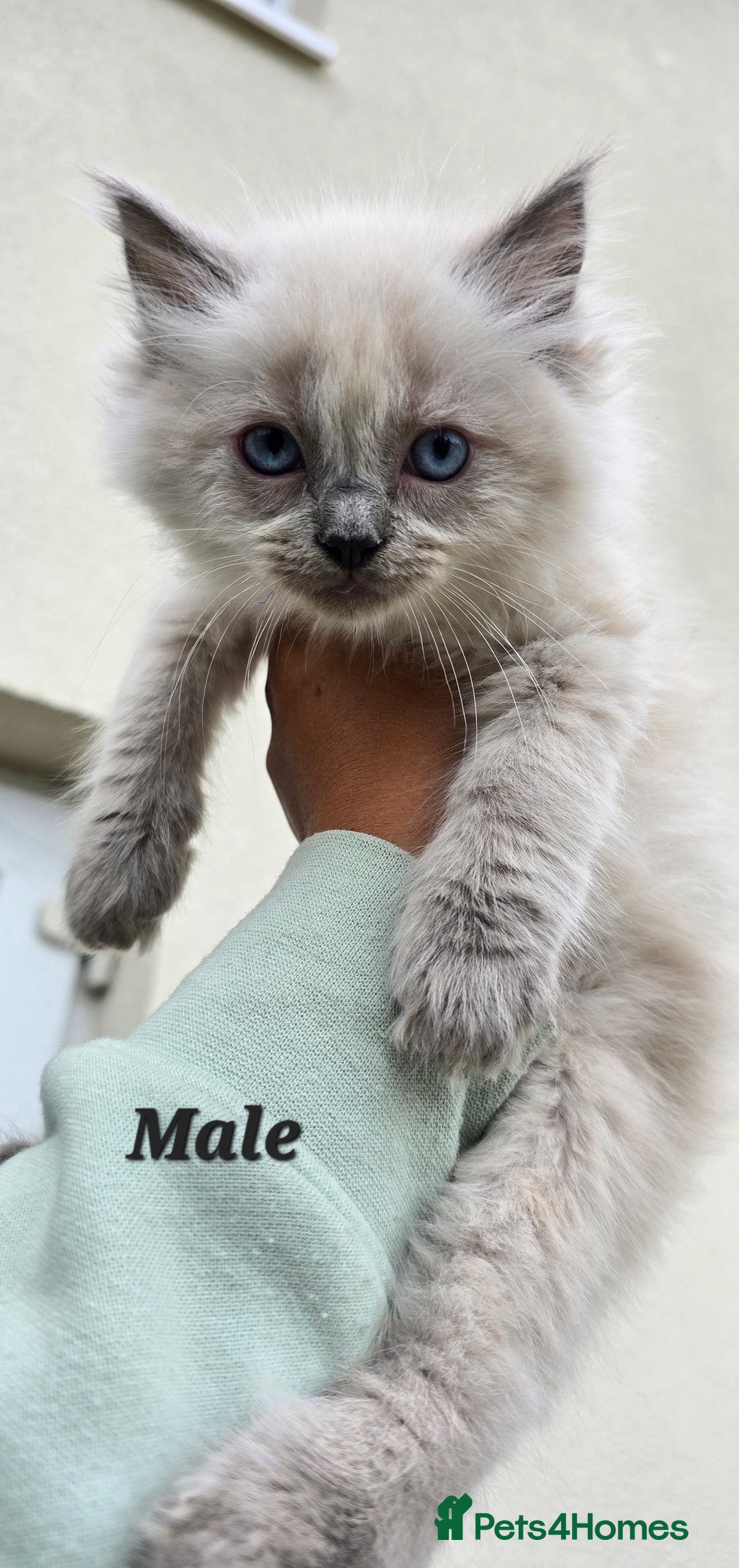 Ragdoll cats for sale: 🐾 Adorable Kittens Ready for Their Forever Homes! - Image 1