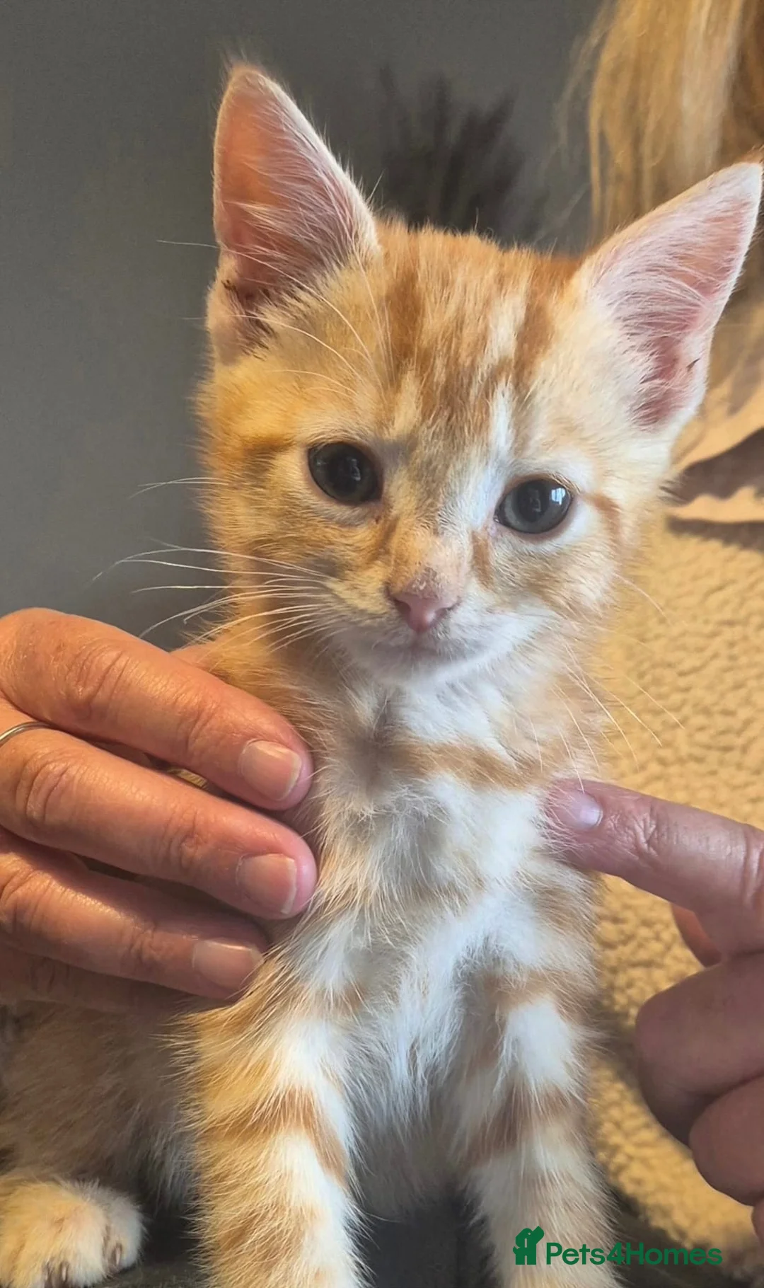 Mixed Breed cats for sale: Mix bread ginger kittens in Honiton - Advert 3