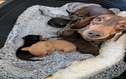 Miniature Dachshund dogs for sale: Beautiful Mini Daschounds Babies For Sale - Image 14