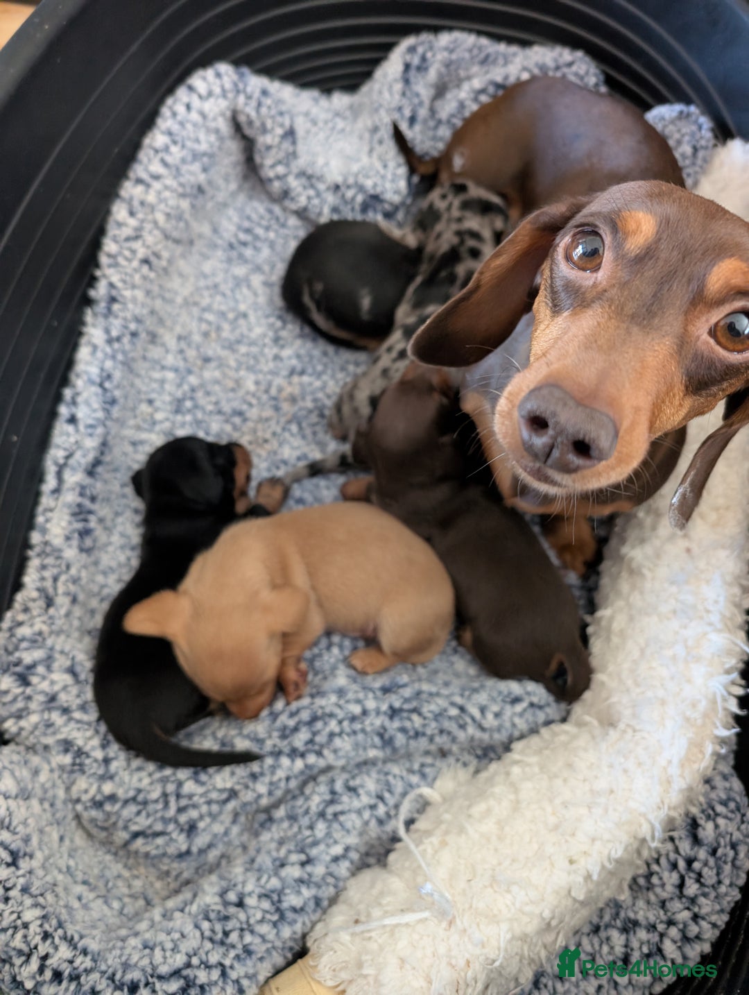 Miniature Dachshund dogs for sale: Beautiful Mini Daschounds Babies For Sale - Image 14