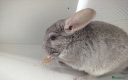 Chinchilla rodents for sale: Cuddly male chinchilla for sale - Image 4
