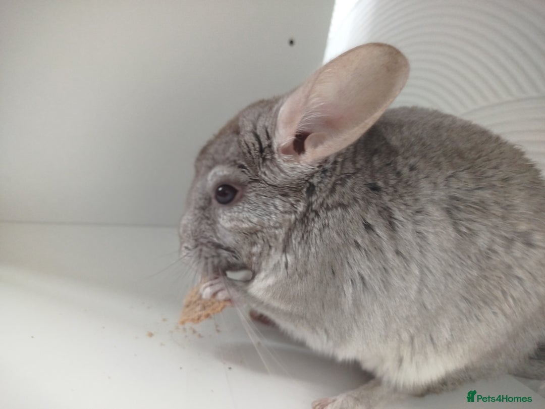 Chinchilla rodents for sale: Cuddly male chinchilla for sale - Image 4
