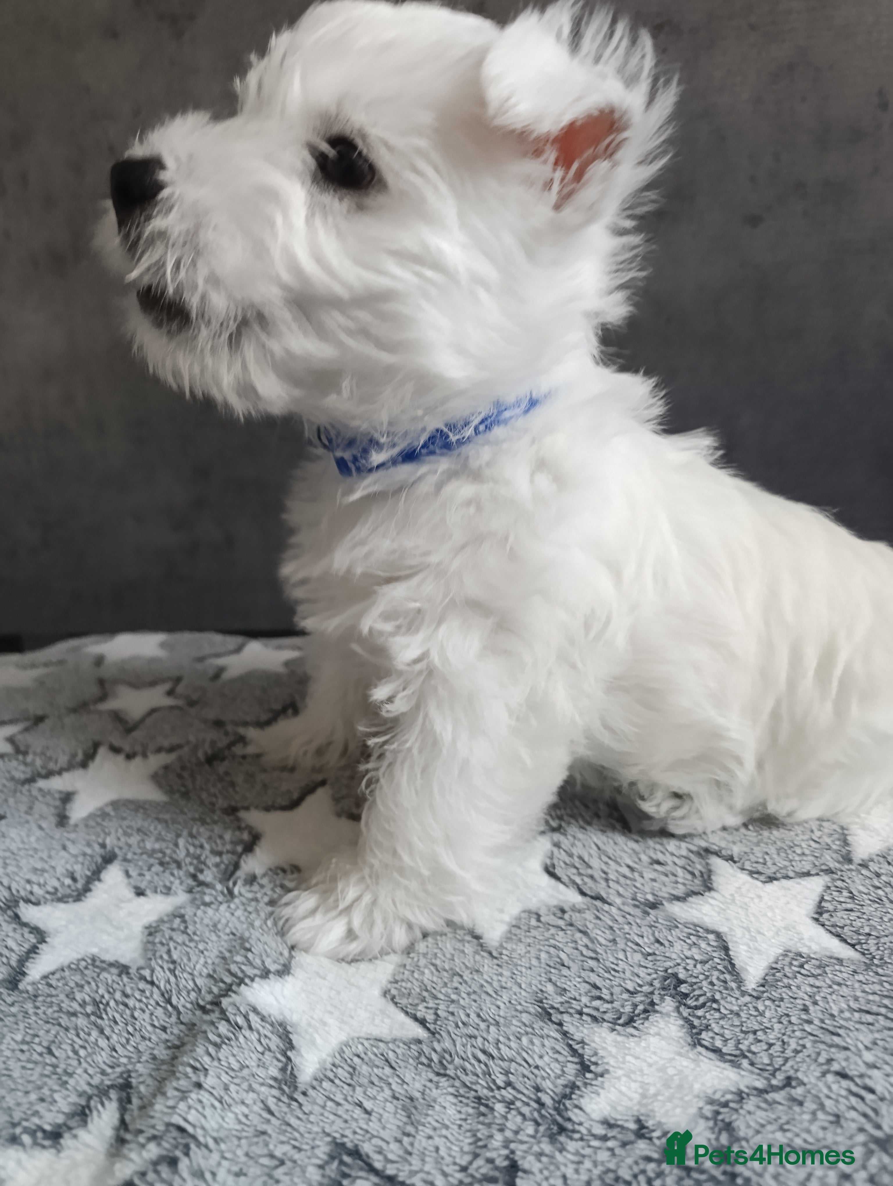 West Highland Terrier dogs RKC west highland white terrier puppies  - Advert 2