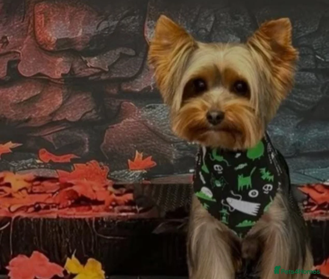 Yorkshire Terrier dogs for sale: Beautiful yorkshire terrier puppies for sale  - Advert 3