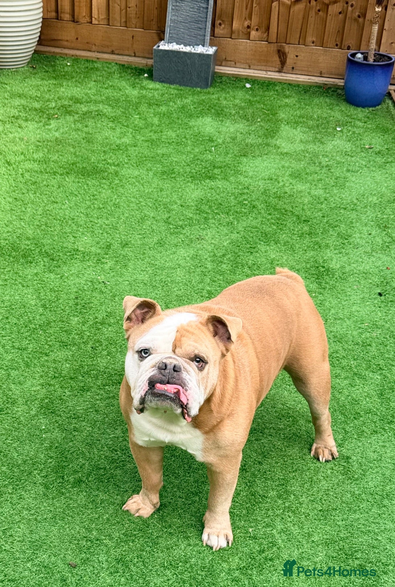 English Bulldog dogs Beautiful Boy looking for his forever home  - Advert 11