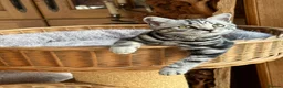 British Shorthair cats for sale: British shorthair Silver tabby  - Advert 16