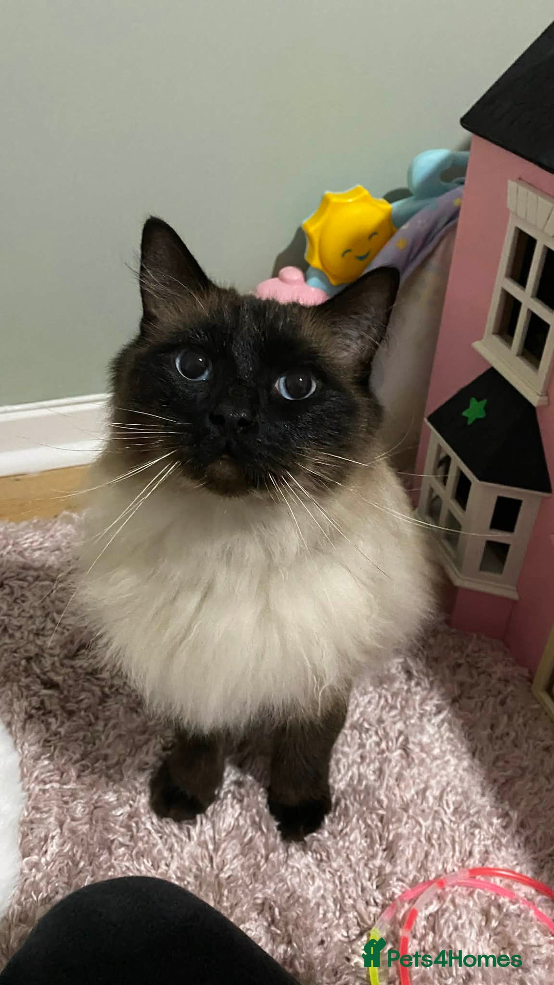 Ragdoll cats for sale: Sage - 4 year old Ragdoll - Advert 13
