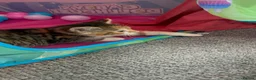 Mixed Breed cats for sale: Two stripy tortie and one black little girl in Swansea - Advert 5