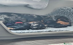 Dachshund dogs for sale: Beautiful Dachshund Puppies - Image 7