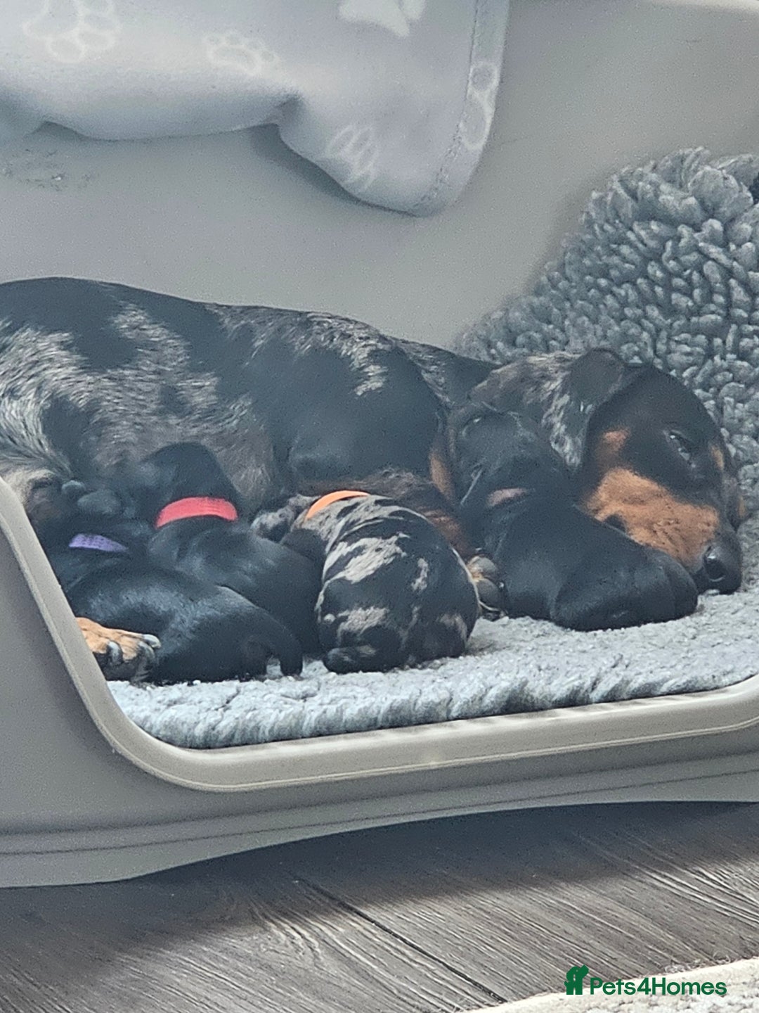 Dachshund dogs for sale: Beautiful Dachshund Puppies - Image 7