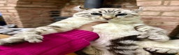 Keetso cats for sale: Super wild looking poly curled eared leopard  - Advert 24