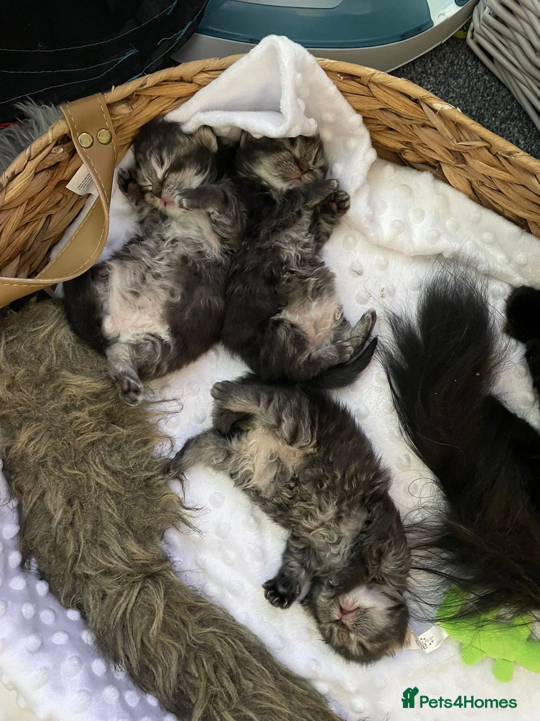 Mixed Breed cats for sale: Beautiful Persian Chinchilla cross kittens  - Image 26