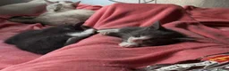 Mixed Breed cats for sale: Blue mixed breed kittens - Advert 8