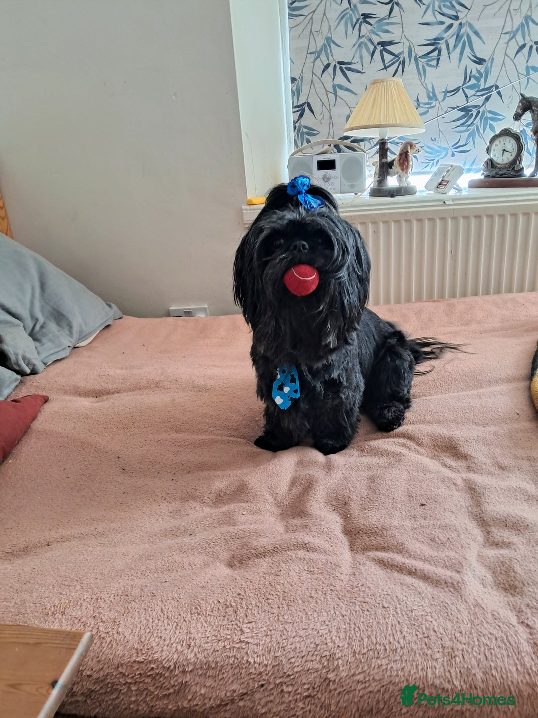 Malshi dogs for sale: Malshi 2 puppies boys - Advert 10