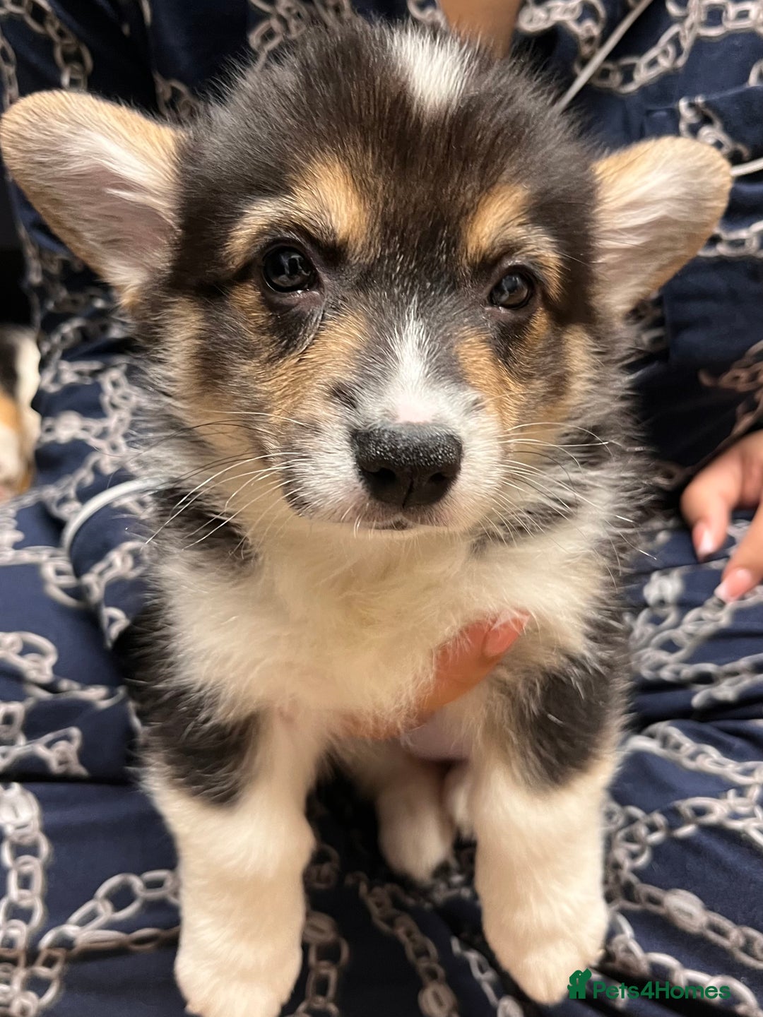 Welsh Corgi Pembroke dogs for sale: Stunning KC registered Welsh Pembroke corgis  - Advert 25