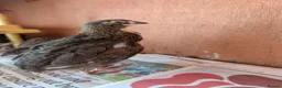 Quail poultry for sale: 6 Quail to go together please - Advert 4