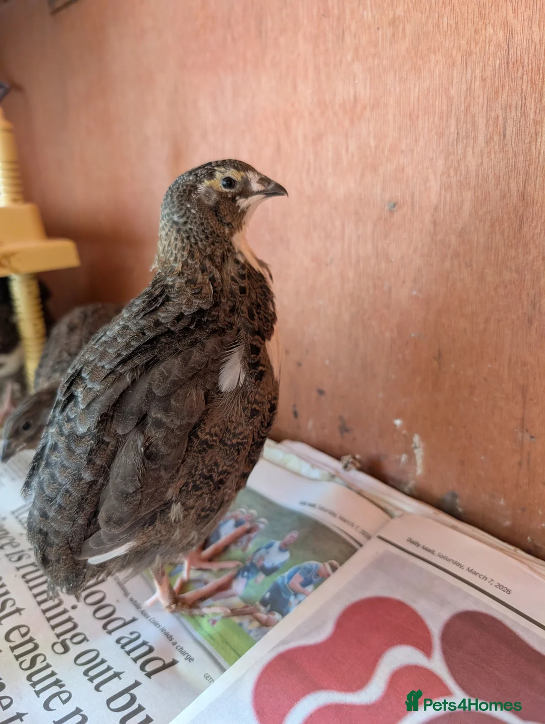 Quail poultry for sale: 6 Quail to go together please - Advert 4