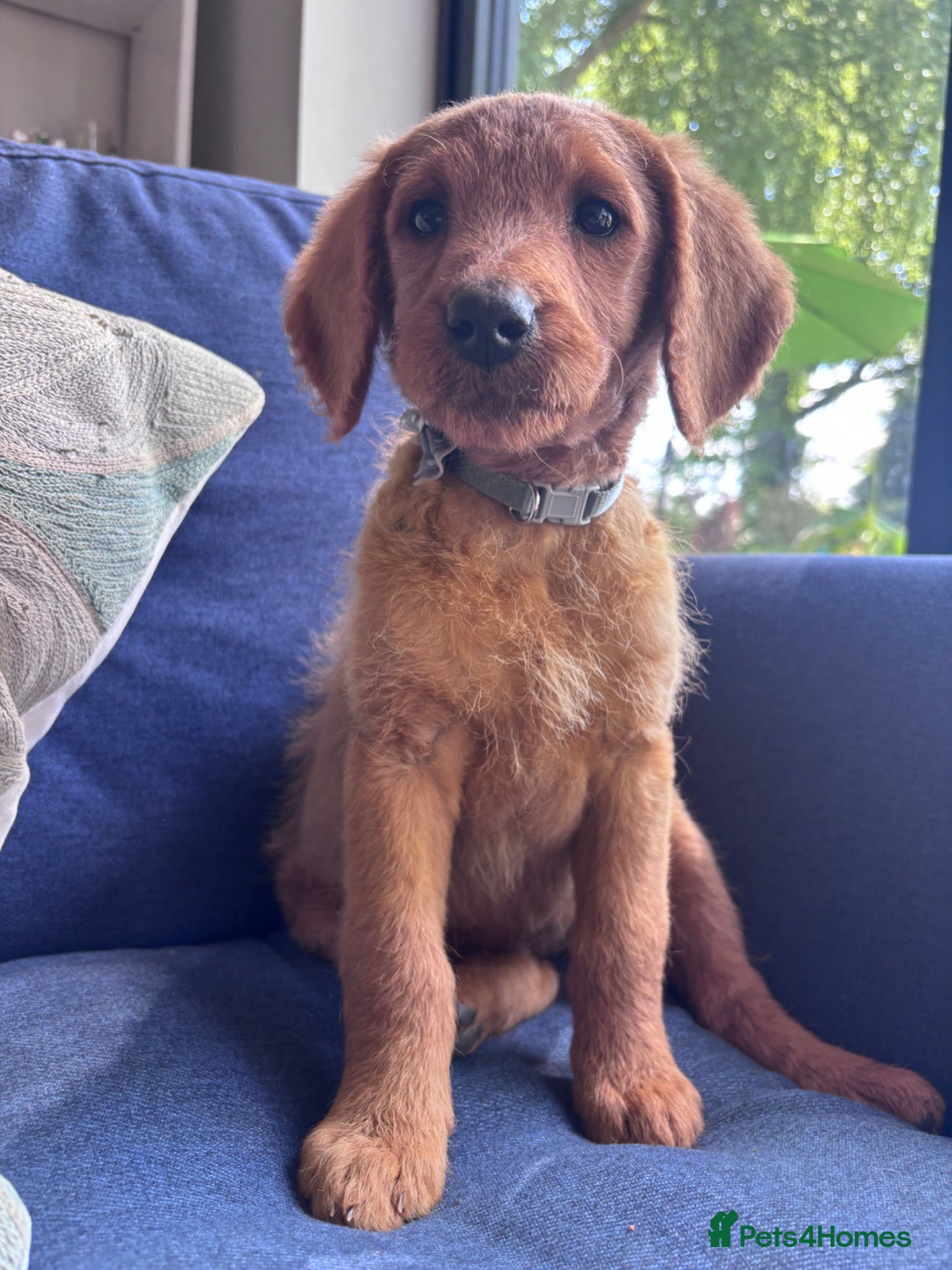 Labradoodle dogs Medium sized F1b Labradoodles  - Advert 16